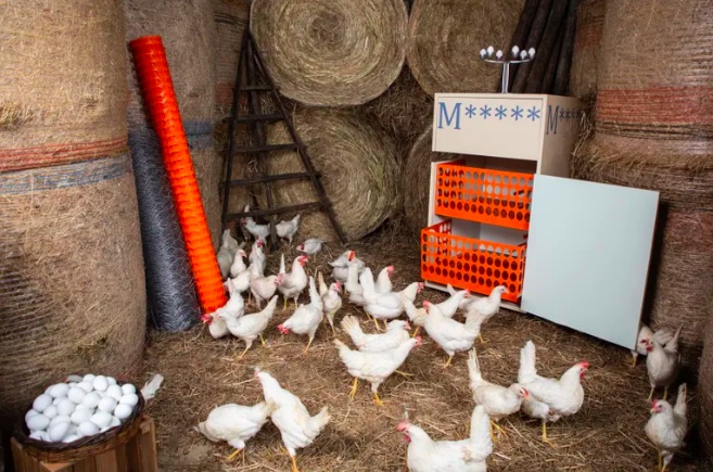 THEFARMparis's tweet image. 🕳 #DesignFocus : These contemporary chicken coops by artists are designed for urban homes
♟ Maria Cristina Didero via @wallpapermag 
••• wallpaper.com/design-interio…