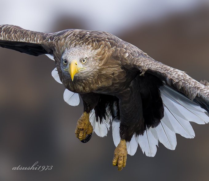 #三連休はフォロワーさんが増えるらしい
春がはじまるよ🐦