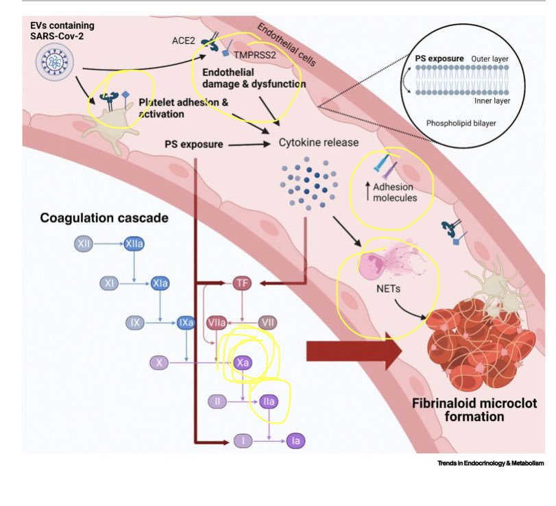 Image of formation of fibrinaloid microclots (from #TeamClots) - added yellow circles indicating where Enoxaparin might have inhibitory effect

Fig 7 from cell.com/trends/endocri…