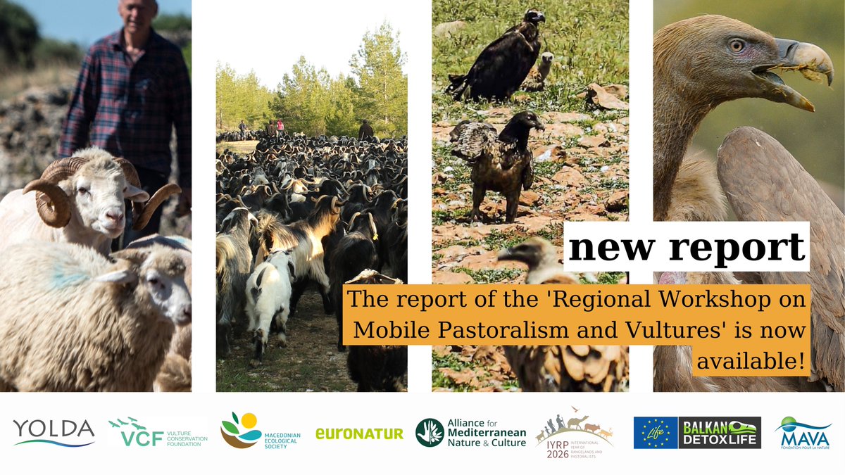 📢 NEW REPORT: Conserving migratory species &amp; achieving #GBF #Target10 demand sustainable pastoralism. Our joint regional workshop united pastoralists &amp; conservationists to co-create solutions for vultures &amp; pastoralism #CMSCOP14 Vulture #MSAP

More ➡️ bit.ly/48e0QiA