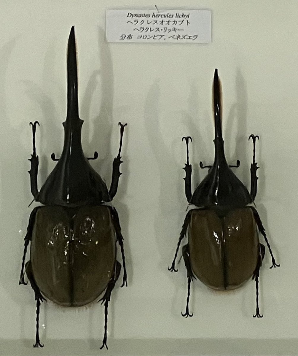 これを見た人は推し昆虫をあげる ヘラクレスオオカブトの亜種の中では