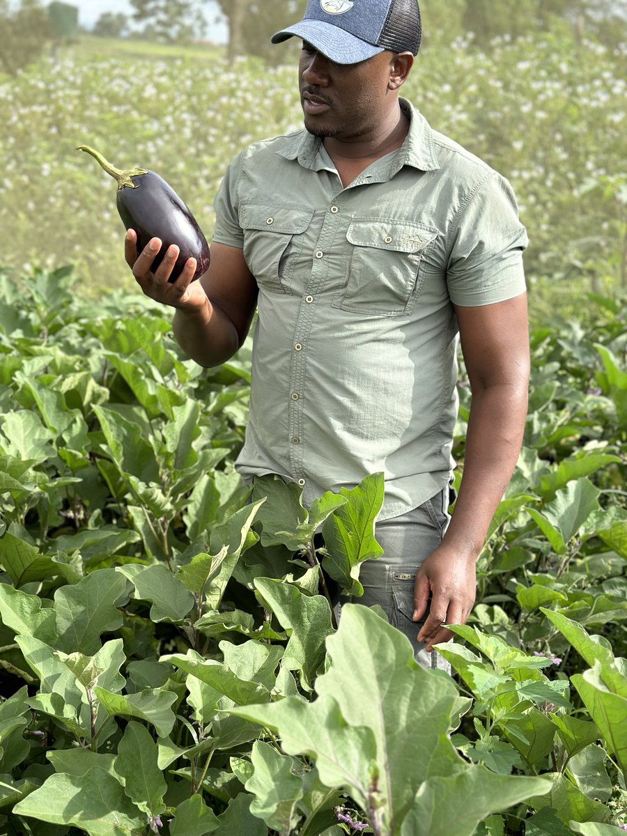ndela farming tweet media