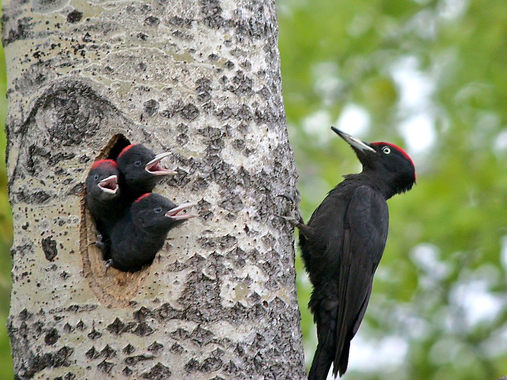 EL PÁJARO LOCO Y LOS   PÁJAROS   CARPINTEROS

Habemus hilo al respecto 🧵👇

📸 Alastar R.