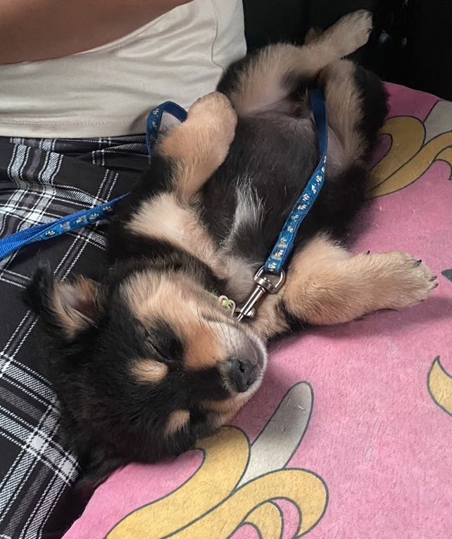 nooniiz_nn's tweet photo. สภาพหลังฉีดวัคซีน 🐶💤
เก่งมาก ไม่ร้องเลยคับ 😎 https://t.co/LIGjJeKJb9