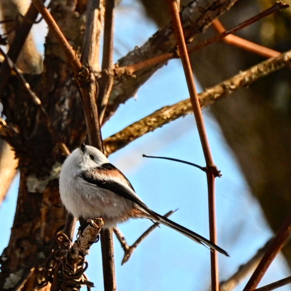 タロッサ（おタロ、極稀に和歌子） tweet media