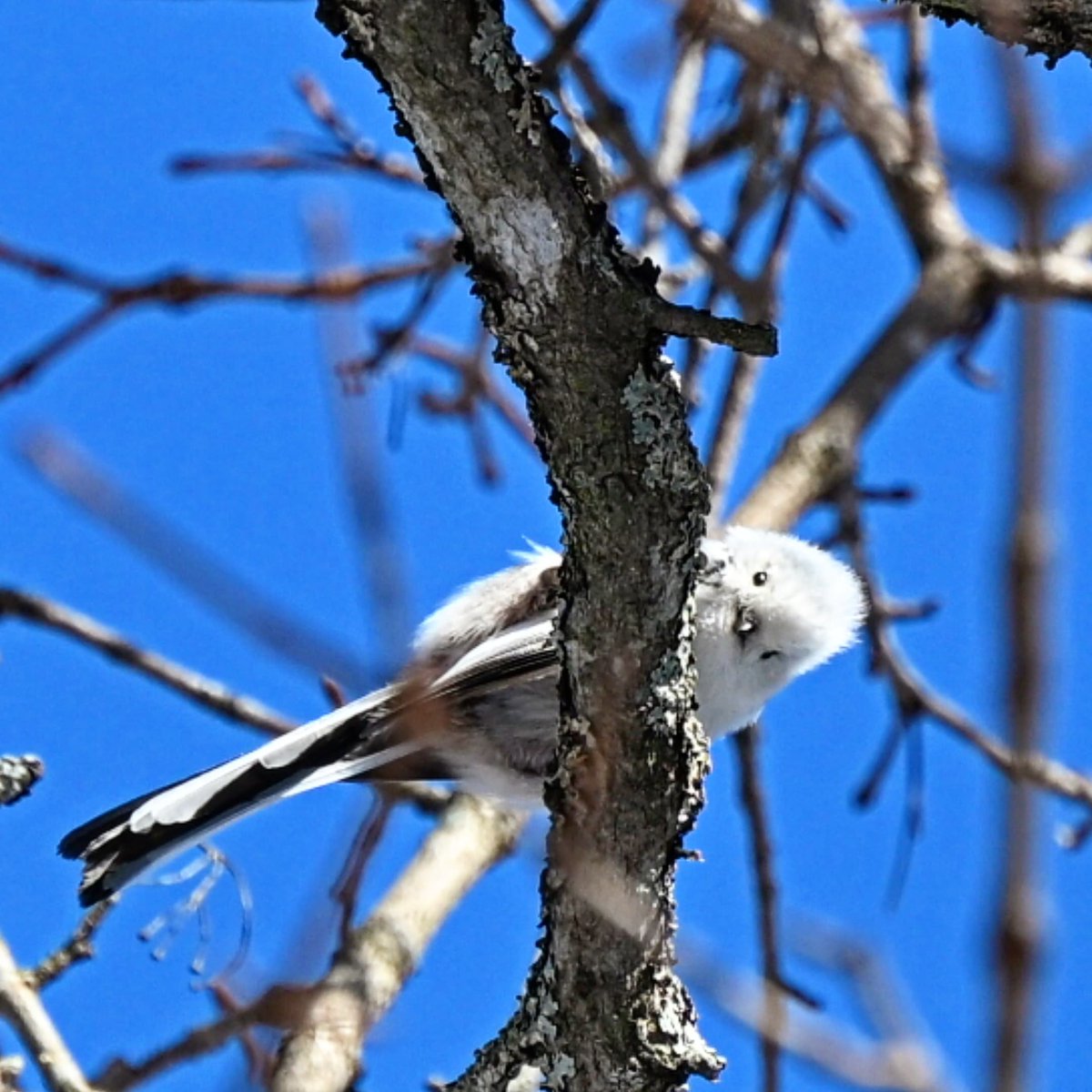タロッサ（おタロ、極稀に和歌子） tweet media