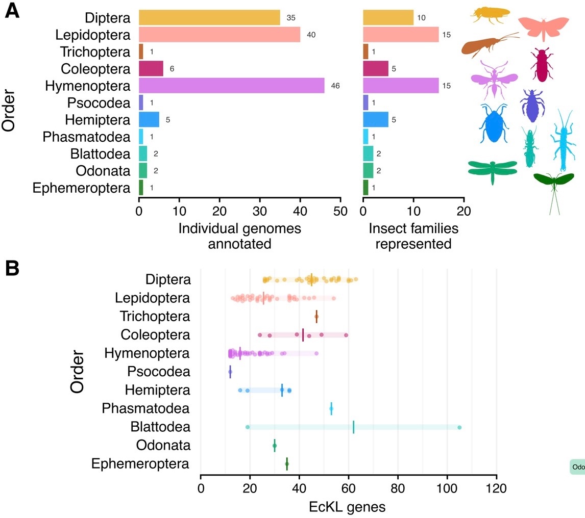 Very pleased to have this huge chunk of my PhD out in @GenomeBiolEvol! Lots of cool stories about genes involved in detoxification and steroid metabolism in insects, as well as lessons about what evolution can teach us about gene function… doi.org/10.1093/gbe/ev…