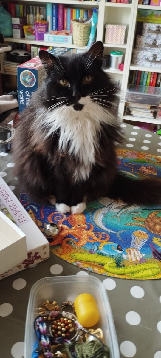 Dash_comma_'s tweet photo. We have a foster cat called. Holly Leif.  She doesn't like me.😮 https://t.co/zQ6l9fVIIV