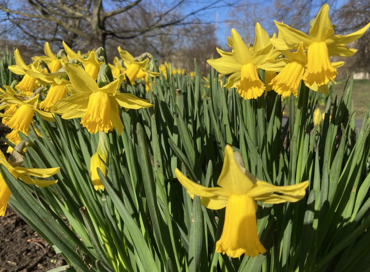 wazzo_m's tweet photo. It’s all yellow in #StJames’sPark this morning! @theroyalparks @TRPGuild7 @ThorneyIslandSo #FebruaryGold #Cornus #Mahonia #Narcissus #acacia #mimosa #Corneliancherry https://t.co/S7itdYeCc9