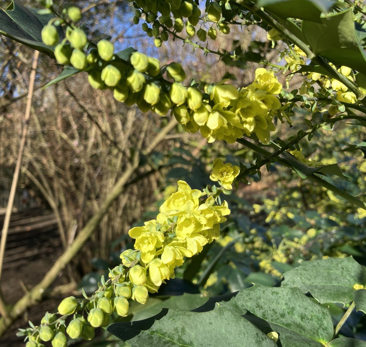 wazzo_m's tweet photo. It’s all yellow in #StJames’sPark this morning! @theroyalparks @TRPGuild7 @ThorneyIslandSo #FebruaryGold #Cornus #Mahonia #Narcissus #acacia #mimosa #Corneliancherry https://t.co/S7itdYeCc9
