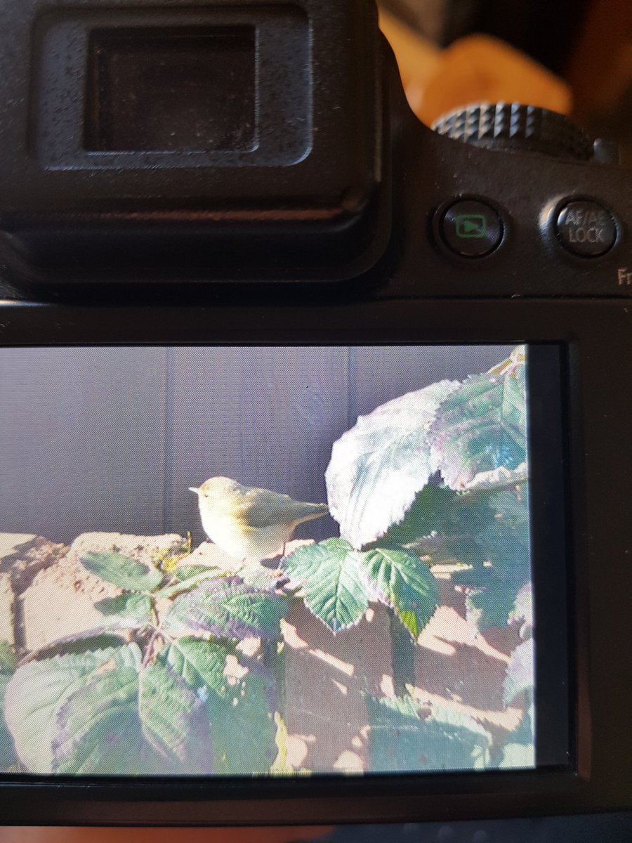 superfrogchops's tweet photo. Any birdy people out there know what this little bird is? Thought it was a robin but looks like a chiffchaff or willow warbler, not expecting either of those in my tiny back garden! https://t.co/dC30RAWPKM