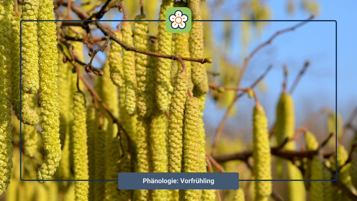 Der Vorfrühling beginnt offiziell mit der Blüte von Hasel und Schneeglöckchen. Wusstest Du, dass Du mit Deinen Bestimmungen zum Monitoring der Artenvielfalt und der Phänologie beiträgst? Es lohnt sich also, Frühblüher jedes Jahr wieder zu fotografieren! #Phänologie #Biodiversität