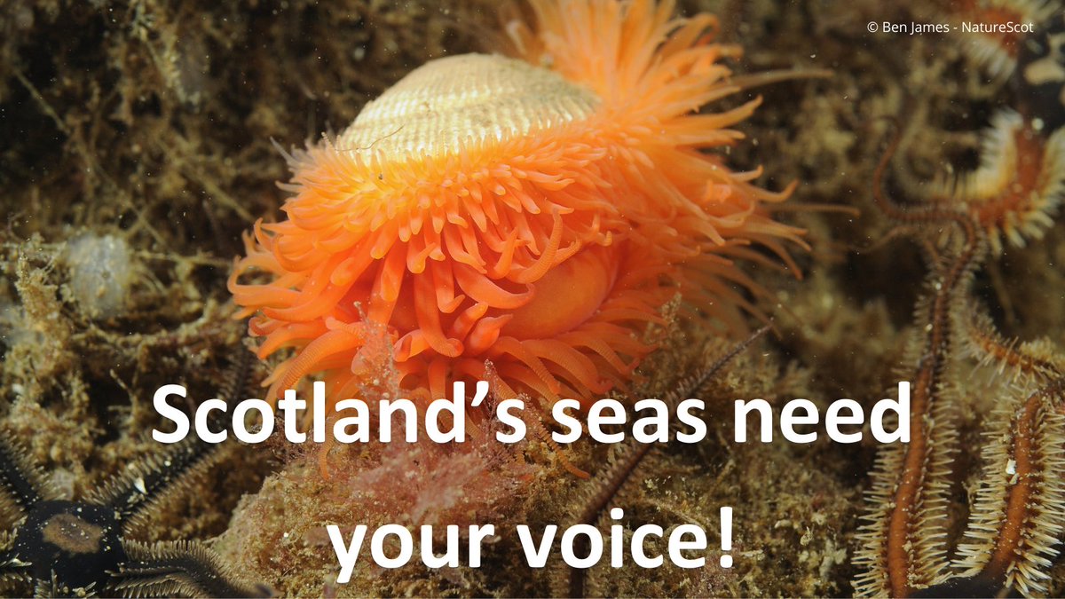 🌊Scotland's seas need your voice! 🌊 We are urging the Scottish government to end 10 years of delays and properly protect Scotland’s marine protected areas. 🐳Sign our petition: scotlink.org/action #OceanRecoveryNow
