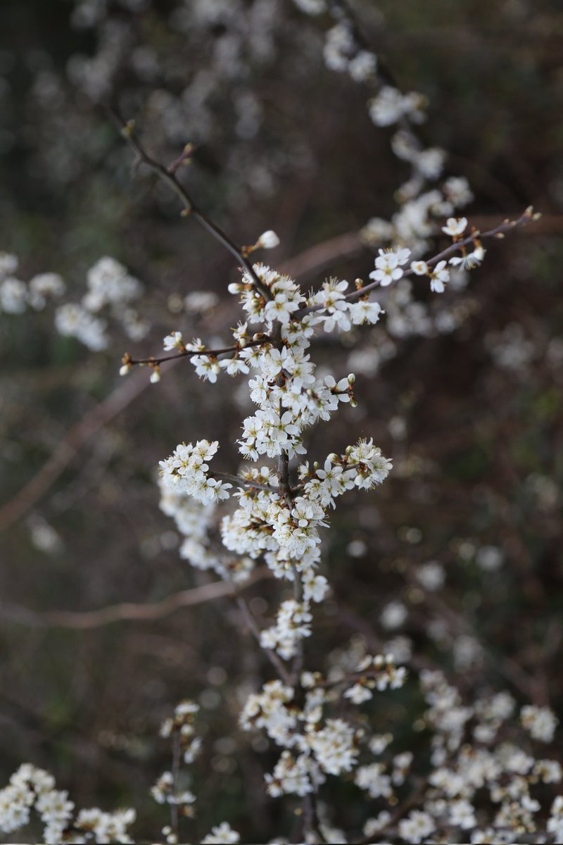 #Blackthorn is in flower around Hertford in Hertfordshire. So much earlier this year. Bees are busy flying in the sunshine today.