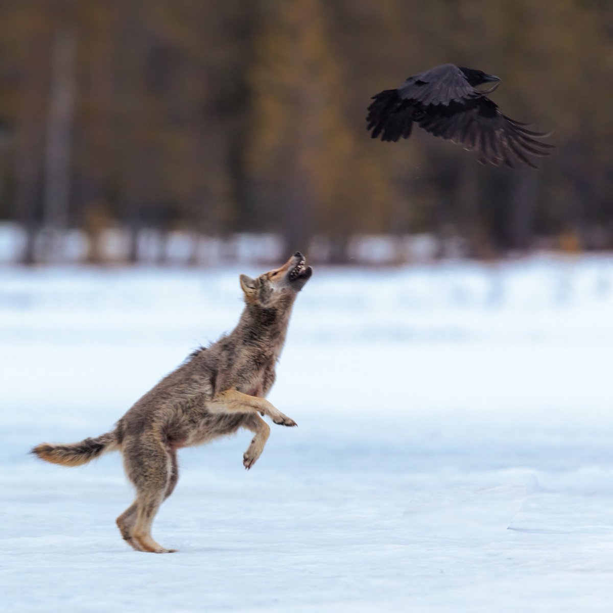 Susi ja korppi
Suden neljä vuodenaikaa Valokuvanäyttely 1.2 - 29.2.2024 Helsinki Vallilan kirjasto Galleria Kajava Osoite / Osoite : Päijänteentie 5, 00550, Helsinki #wolf #fourseosons #photoexhibition #vallilankirjasto