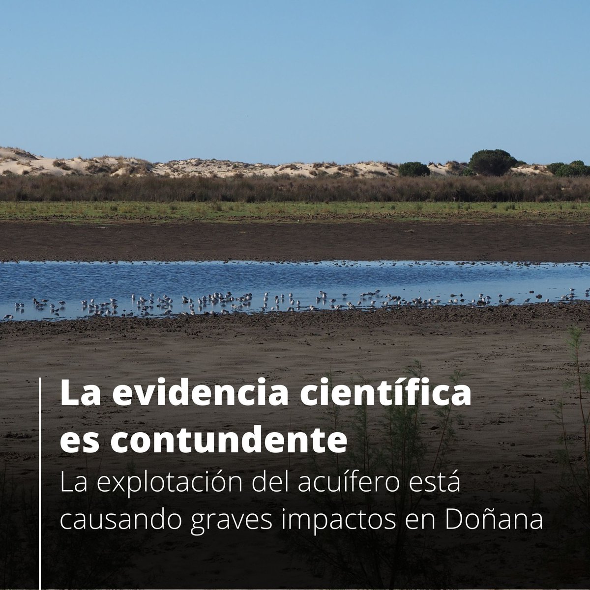 Estación Biológica de Doñana - CSIC (@ebdonana) on Twitter photo La comunidad científica lleva denunciando durante décadas el impacto que tiene la explotación del acuífero sobre #Doñana.
Un equipo liderado por la <a href="/ebdonana/">Estación Biológica de Doñana - CSIC</a> y el <a href="/IGME1849/">Instituto Geológico y Minero de España</a> ha revisado más de 70 estudios científicos que lo demuestra.
➡️ csic.es/es/actualidad-… La comunidad científica lleva denunciando durante décadas el impacto que tiene la explotación del acuífero sobre #Doñana.
Un equipo liderado por la <a href="/ebdonana/">Estación Biológica de Doñana - CSIC</a> y el <a href="/IGME1849/">Instituto Geológico y Minero de España</a> ha revisado más de 70 estudios científicos que lo demuestra.
➡️ csic.es/es/actualidad-…