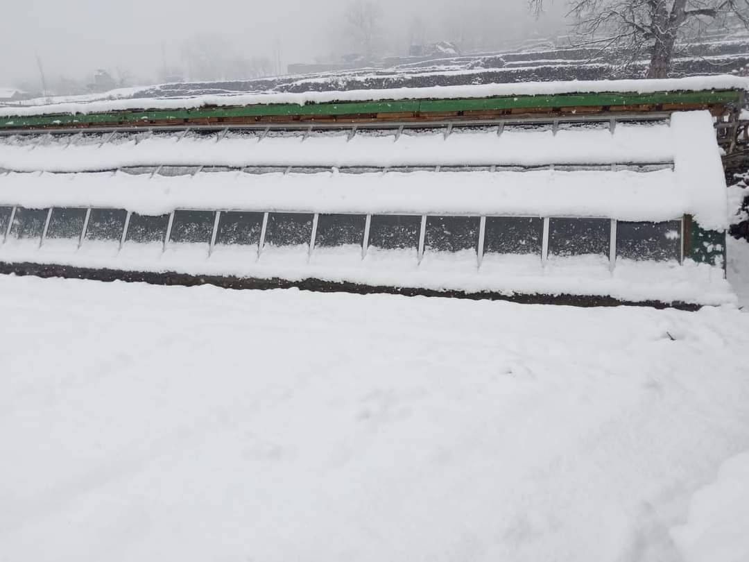 Green oasis amidst the white carpet of snow. AKRSP is establishing greenhouses across #GilgitBaltistan &amp; #Chitral. The greenhouses are providing green vegetables to people during the harsh winter season. From #Darel, a glimpse of passive solar greenhouse in Shigay Goshali valley.