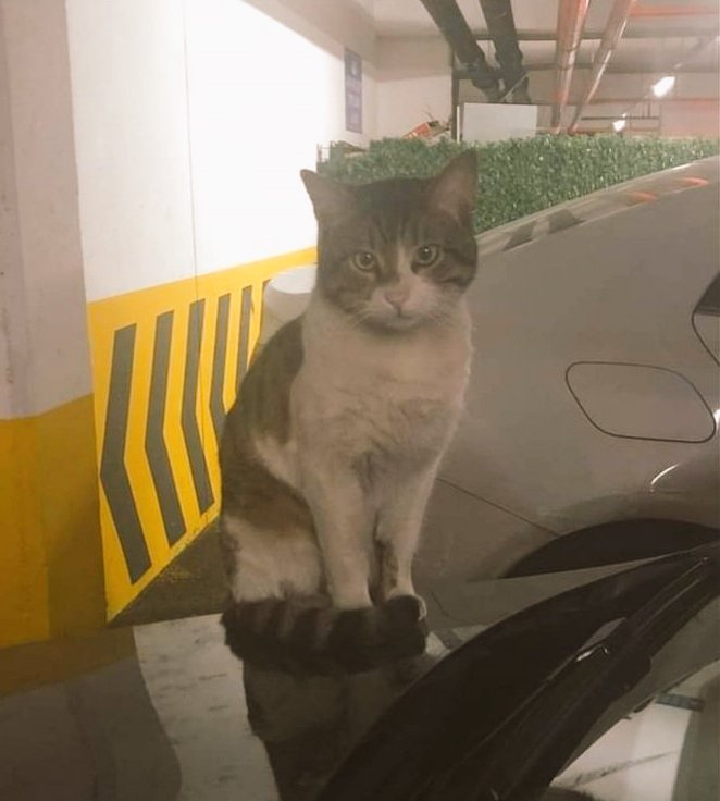 Görüntüleri izleyemedim bile, ne kadar vicdansız ve kötüsünüz.. Masum bir kediyi defalarca tekmeleyerek öldüren bu cani tutuklansın. 

#ibrahimkeloğlantutuklansın