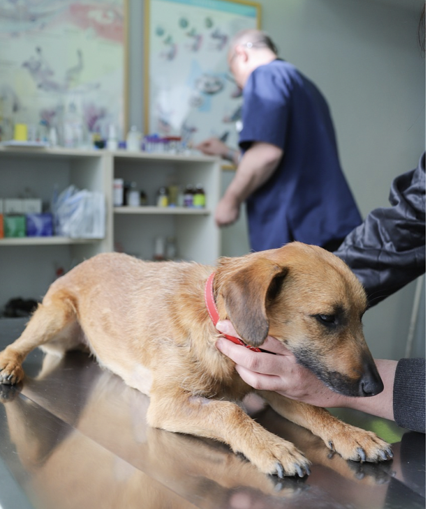 cnpert's tweet photo. L’ #INTOXICATION AU #CANNABIS CHEZ LE #CHIEN https://t.co/ByOr260G3Y https://t.co/GJxUCH7VPB