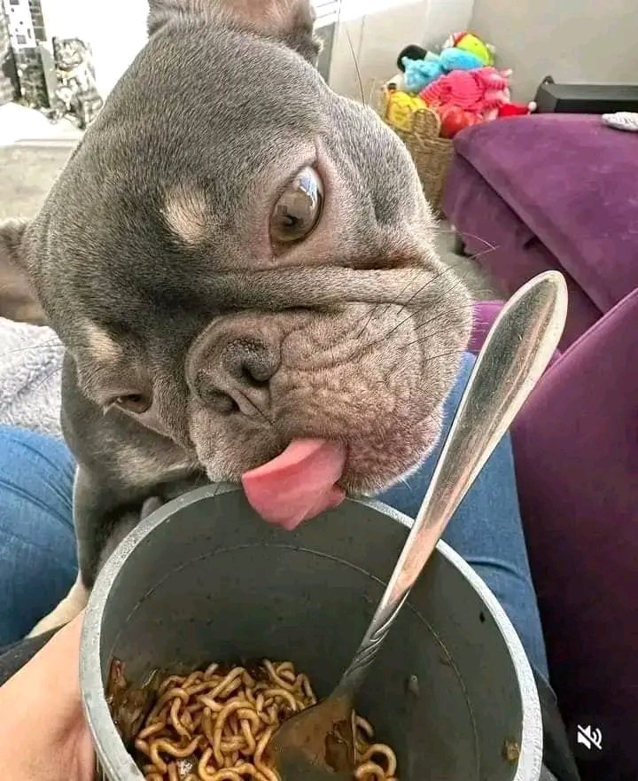 yummy yummy 😋 #frenchielover #frenchies