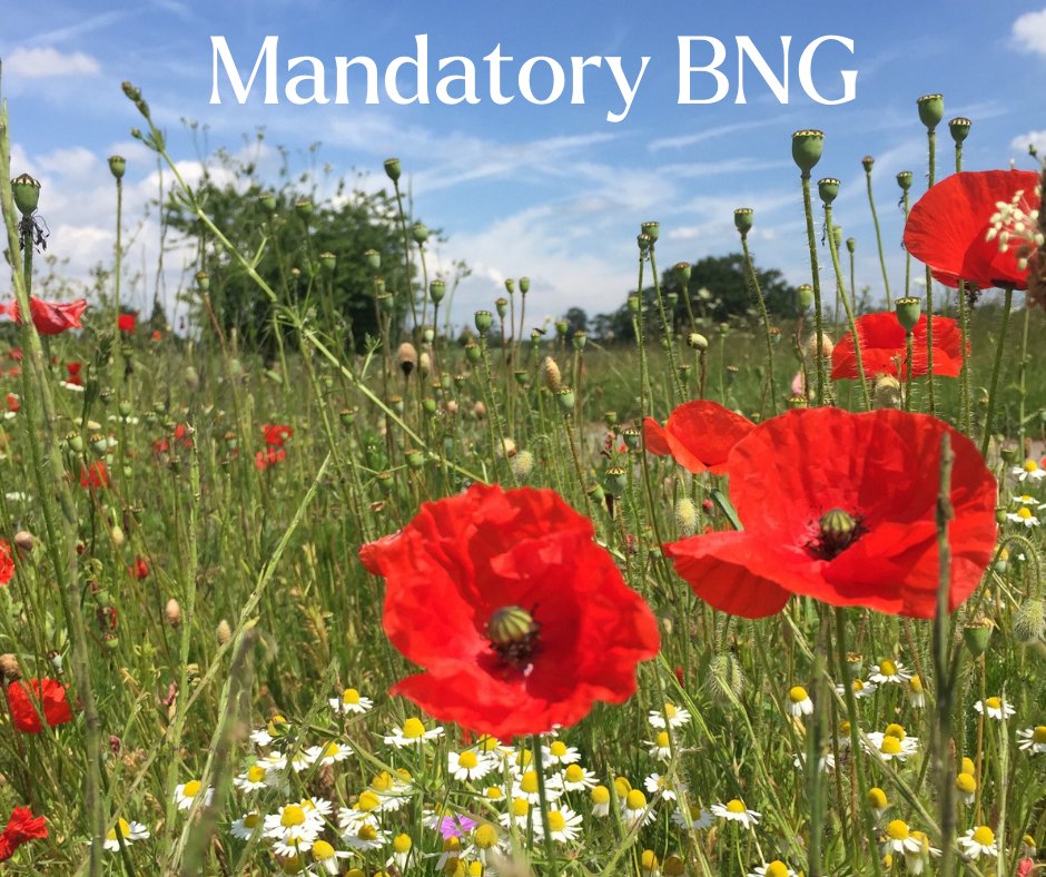 Focus Environmental Consultants 🦇 (@focus_environ) on Twitter photo 🔊Today Biodiversity Net Gain (#BNG) assessments are mandatory for all new planning applications submitted for major developments. For small sites it's 2nd April & householder applications are exempt. Contact us today at quotes@focus-enviro.com for more info. #planning #ecology 🔊Today Biodiversity Net Gain (#BNG) assessments are mandatory for all new planning applications submitted for major developments. For small sites it's 2nd April & householder applications are exempt. Contact us today at quotes@focus-enviro.com for more info. #planning #ecology