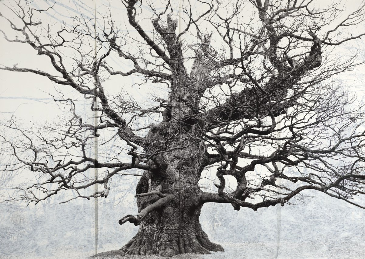 Tate's tweet image. #WorkOfTheWeek is Tacita Dean's magnificent photograph, 'Majesty'. 

The title was taken from the name of the tree it depicts - one of the largest and oldest oak trees in England. It has been growing for centuries on an estate in Kent.

🌳 bit.ly/42vTdTH