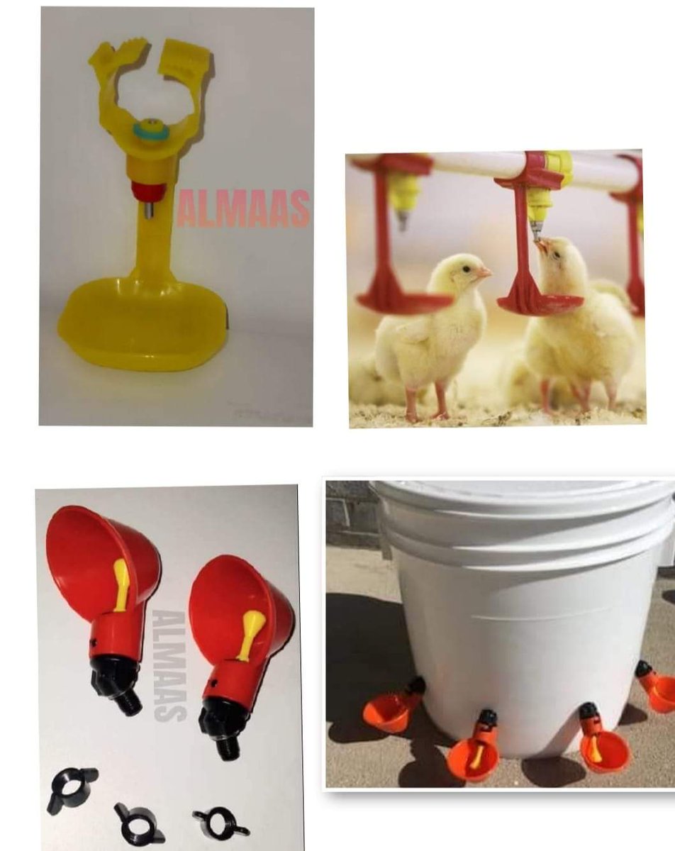 AlmaasFarm's tweet photo. Upgrade your chicken's drinking experience with our high-quality nipple drinkers and cup drinkers! Say goodbye to messy water and ensure your chickens have access to clean, fresh water at all times
contact us today 💬📲Whatsapp/calls :+254799951862 https://t.co/RLAO2k7JVs
