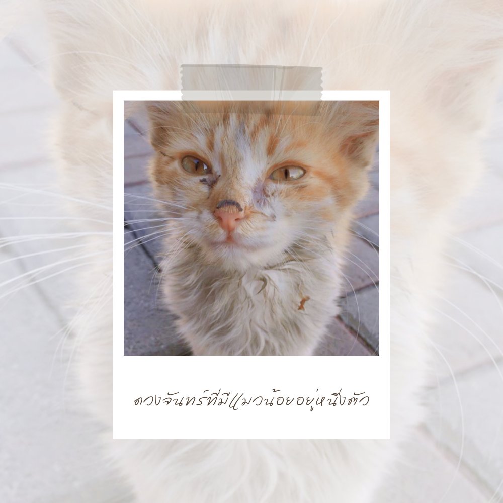 ᅠ

⠀⠀  สบตากับวิฬาร์จร
⠀⠀  บนเส้นทางเปล่าเปลี่ยว
⠀⠀  ขอบคุณ, <a href="/liquorbung/">บุ้ง</a> 
⠀⠀  ที่ให้เจ้าก้อนตัวน้อยอาศัย

ᅠ