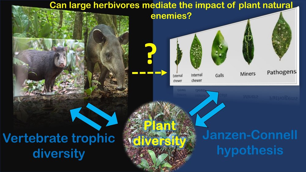 NachomanVillar's tweet photo. ‼️NEW indirect #trophiccascade 
➡️Large frugivore herbivores feed leaf #pathogens in tropical forests! 🦠🌱🌴
Read our latest research @JEcology from our #Atlanticforest #defaunation experiment: https://t.co/r50mIqrVre
Thanks funding @BiotaFAPESP @CNPq_Oficial @UNESP_PG_EcoBio https://t.co/RKSPoekeOd