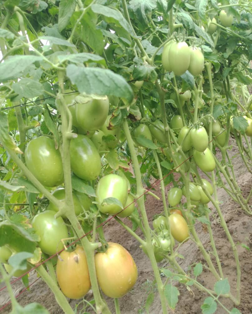 Saumu Farms🧄 tweet media