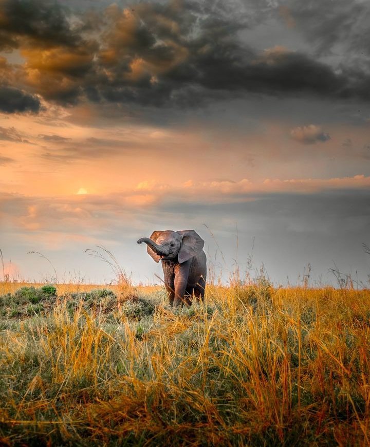 Dream big  ,Baby elephant 🐘

What a charm 

Photo credit @ sollylevi