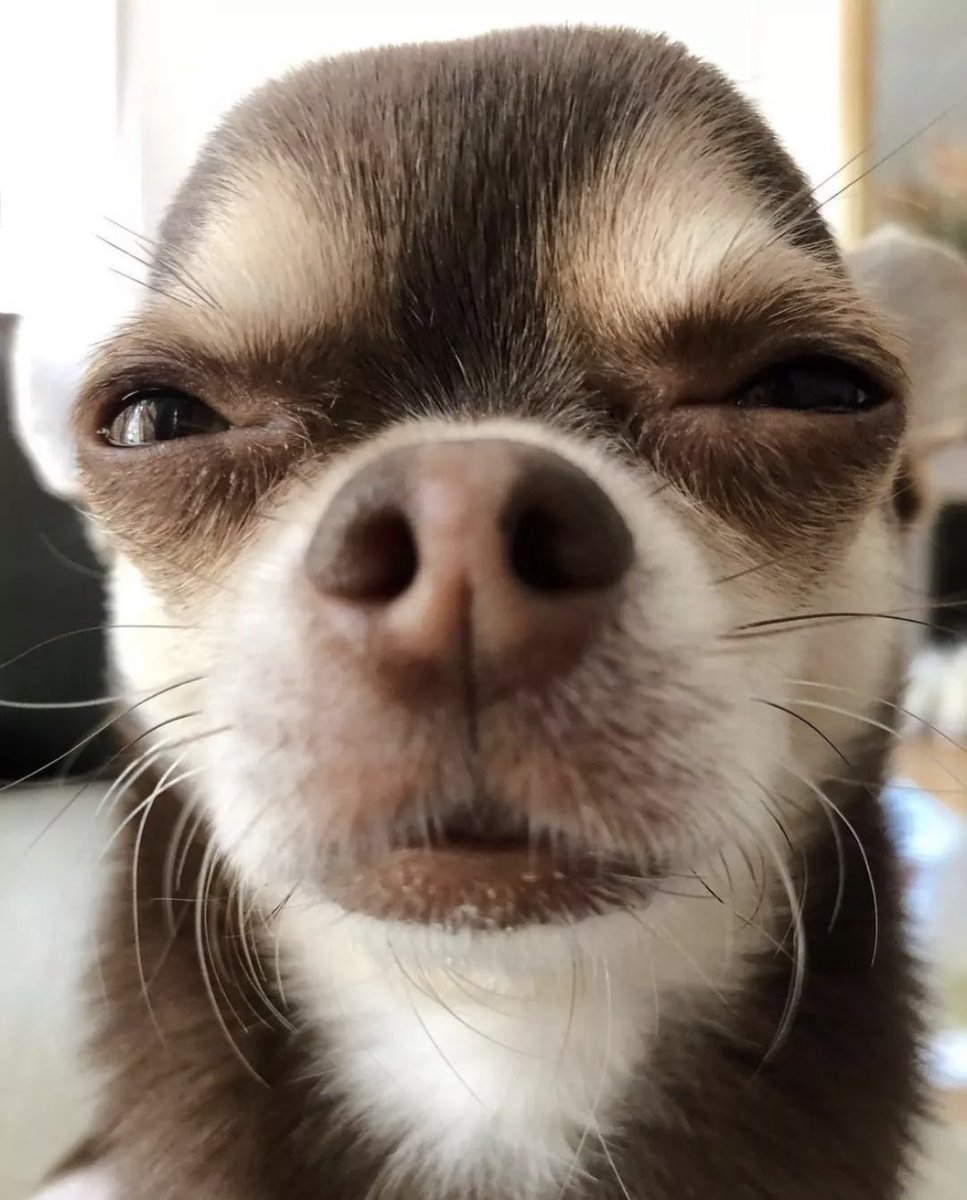 𝑰𝒃𝒆𝒃𝑼 🐾 tweet media