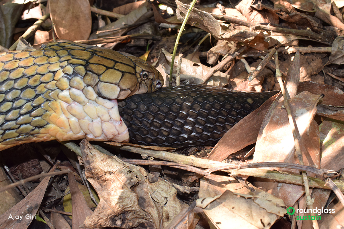 Cannibalism in snakes is more common than we realize, and #kingcobras are no exception. Janaki Lenin tells strange, perplexing stories, about king cobras swallowing other king cobras. Read: l8r.it/Ofh9 Text: Janaki Lenin @JanakiLenin Photo: Ajay Giri