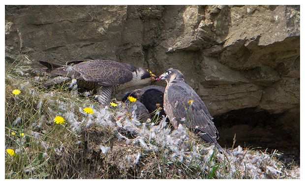 BREAKING NEWS: Part-time gamekeeper Timothy Hall &amp; his son Lewis Hall avoid custodial sentence for illegal laundering of wild peregrines they'd stolen from sites across southern Scotland.

Unbelievable ⬇️⬇️
raptorpersecutionuk.org/2024/02/12/par…