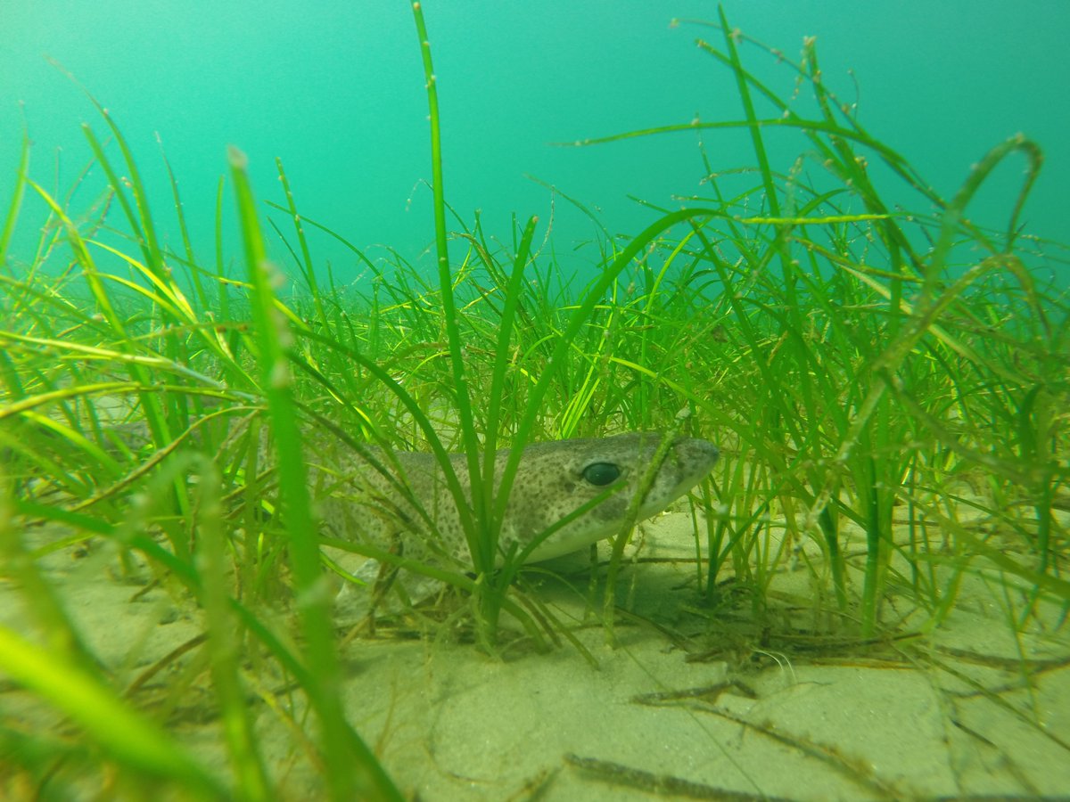 OYSTR has just sent another donation to @ProjectSeagrass 

10% of January's stake pool income

Check out Project Seagrass, they are doing some amazing work through education, research and underwater gardening

#CardanoCommunity #seagrass #conservation