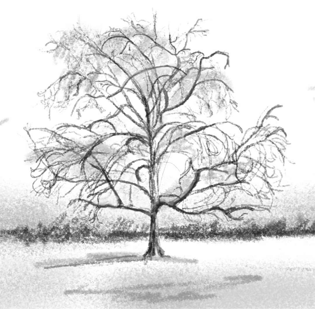 NoMowEd's tweet photo. The majestic trees of Ladywell Park are a great way to get back into drawing. #drawing #SE23 https://t.co/8PlLqGWl8n
