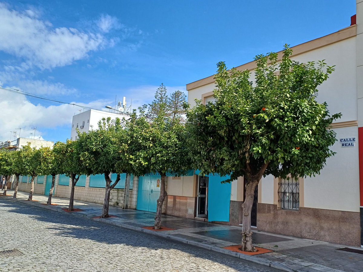 Comienza la recogida de naranjas por la calle Real.
A pesar de las previsiones del Ayuntamiento y los muchos intentos de conseguir empresas especializadas para realizar esta labor como en años anteriores, el Ayuntamiento realizará desde hoy este trabajo con personal propio.