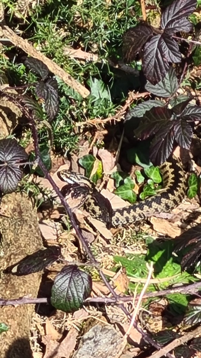 3 Peacock and another male Adder at Windmill Farm NNR, The Lizard. @CwallWildlife @savebutterflies @ARGroupsUK @CornwallRAG