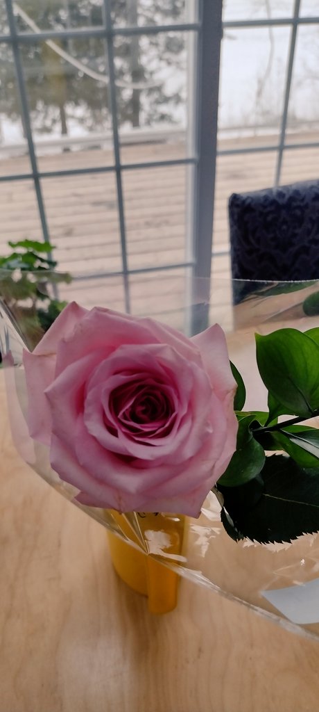 Une belle rose 🌺💞 #stvalentin
