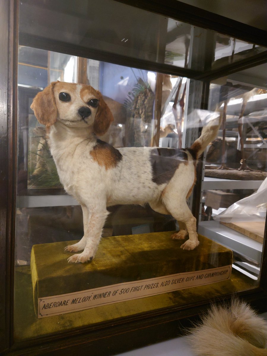 NMW ArtCons and Preventive (@nmwprevcons) on Twitter photo This is 'Aberdare Melody' whom I just encountered in the #nationalcollectionscentre <a href="/SF_Conservation/">StFagansConservation</a> <a href="/NatHistConserve/">NatHistConservation</a> This is 'Aberdare Melody' whom I just encountered in the #nationalcollectionscentre <a href="/SF_Conservation/">StFagansConservation</a> <a href="/NatHistConserve/">NatHistConservation</a>
