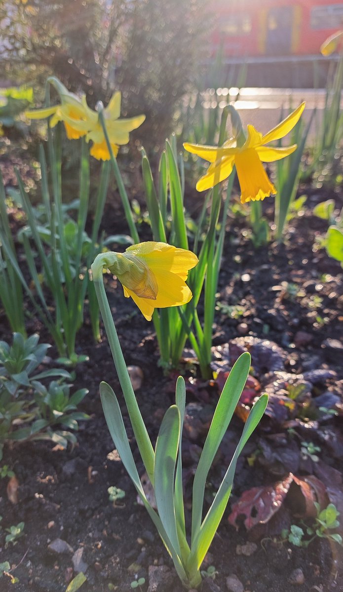 Spring approaches Platforms 1, 2, 3 and 4! The #SurbitonStation bulbs are beginning to flower 🌼

#TrainStationPlants #Bulbs #Daffodils #RailwayGardening