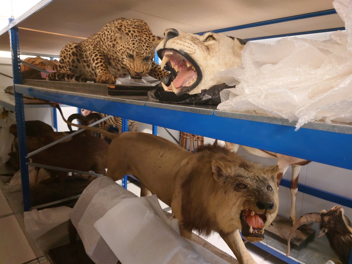 NMW ArtCons and Preventive (@nmwprevcons) on Twitter photo More of the Monday afternoon safari <a href="/AmgueddfaCymru/">Amgueddfa Cymru | Museum Wales</a> <a href="/SF_Conservation/">StFagansConservation</a> <a href="/NatHistConserve/">NatHistConservation</a> More of the Monday afternoon safari <a href="/AmgueddfaCymru/">Amgueddfa Cymru | Museum Wales</a> <a href="/SF_Conservation/">StFagansConservation</a> <a href="/NatHistConserve/">NatHistConservation</a>