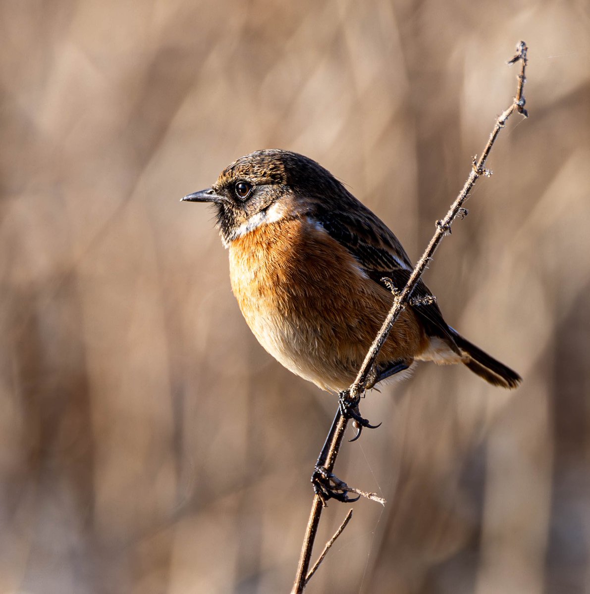 Stonechat at Parkgate today