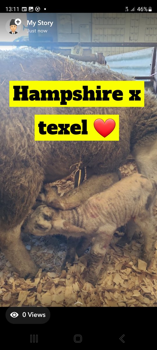 Mathew Roberts (@farmermat1) on Twitter photo Hampshire lambs have started Hampshire lambs have started