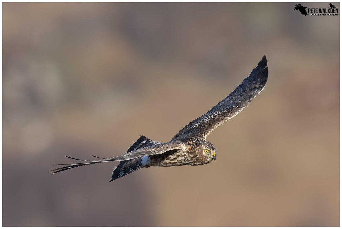 Hen Harrier - a female heading out hunting in the last light of the day. #HenHarrier #Scotland #birdphotography #birdwatching #skydancer #ThePhotoHour