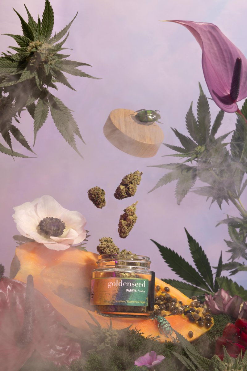 Behold the essence of relaxation and euphoria, captured in this meticulously curated jar of nature's finest. With each bud, a journey awaits, inviting you to unwind, explore, and embrace the tranquility of the moment.

📸 by @letitiayounger