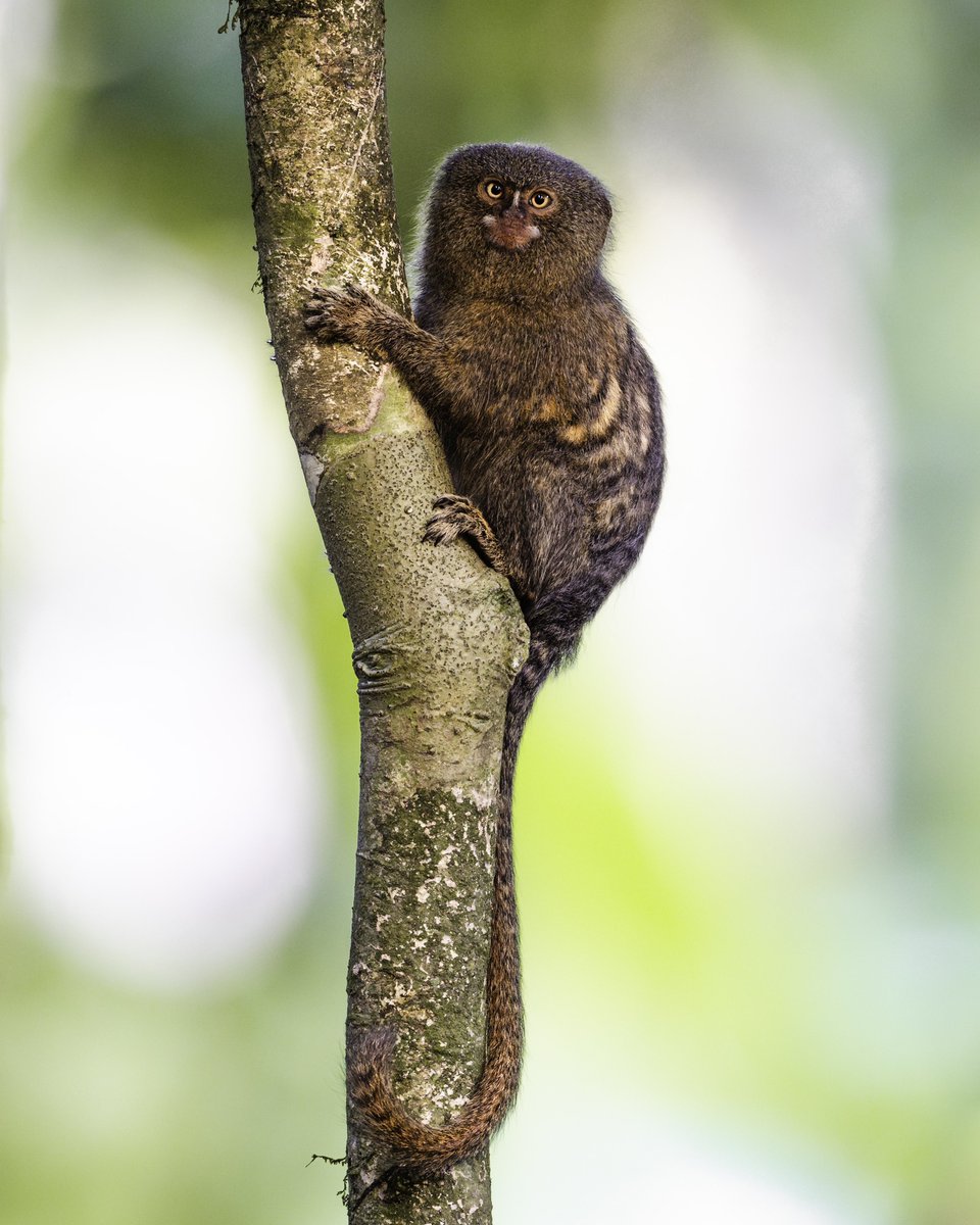 Meet the worlds smallest monkey, the #PygmyMarmoset. We encountered a family group of several of these tiny primate’s on our first evening in the Ecuadorean #Amazon, but only this one posed long enough for a photograph.
