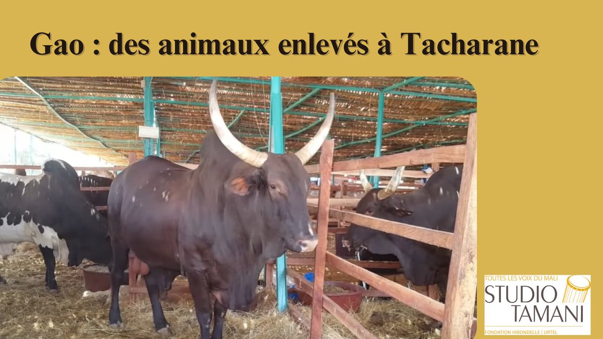 Des hommes armés non identifiés à #moto ont enlevé hier (11/02/2024) tous les animaux du village de #Tacharane, secteur du #Gourma dans la Commune de Gounzoureye. A lire sur 👉 rb.gy/l4kyt3