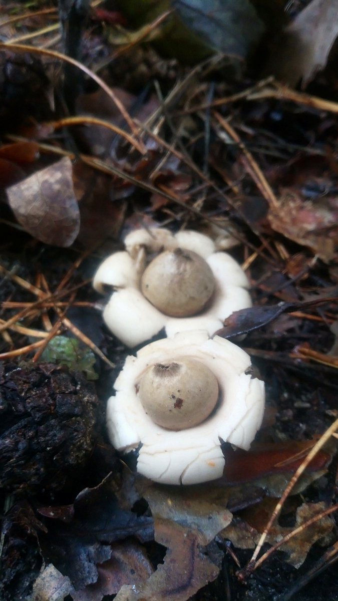 LX8111's tweet photo. There is something about earthstars. I think they are awesome and beautiful ( when fresh ). #HalskrausenErdstern #GeastrumTriplex #CollaredEarthstar #Pilze #Mushroom #Fungi. Photos from october. #MushroomMonday https://t.co/ALVdB34xPm