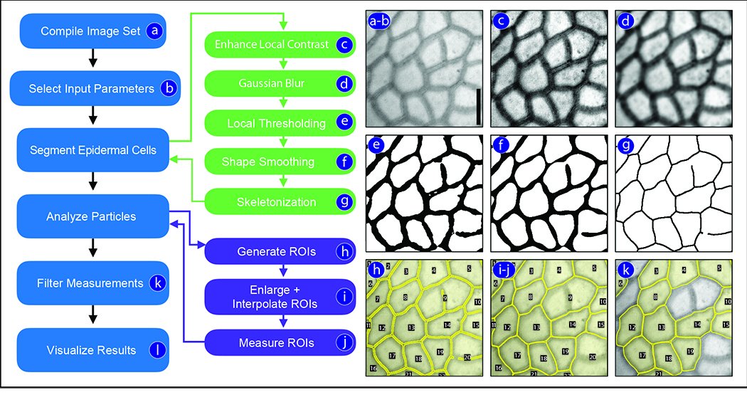CuticleTrace: A toolkit for capturing cell outlines from leaf cuticle with implications for #paleoecology &amp; paleoclimatology

New #AppsPlantSci research by Lloyd, Barclay, Punyasena, et al.

bsapubs.onlinelibrary.wiley.com/doi/full/10.10… @wileyplantsci <a href="/cyberpollenlab/">surangi punyasena</a> #iamabotanist #paleobotany #botany